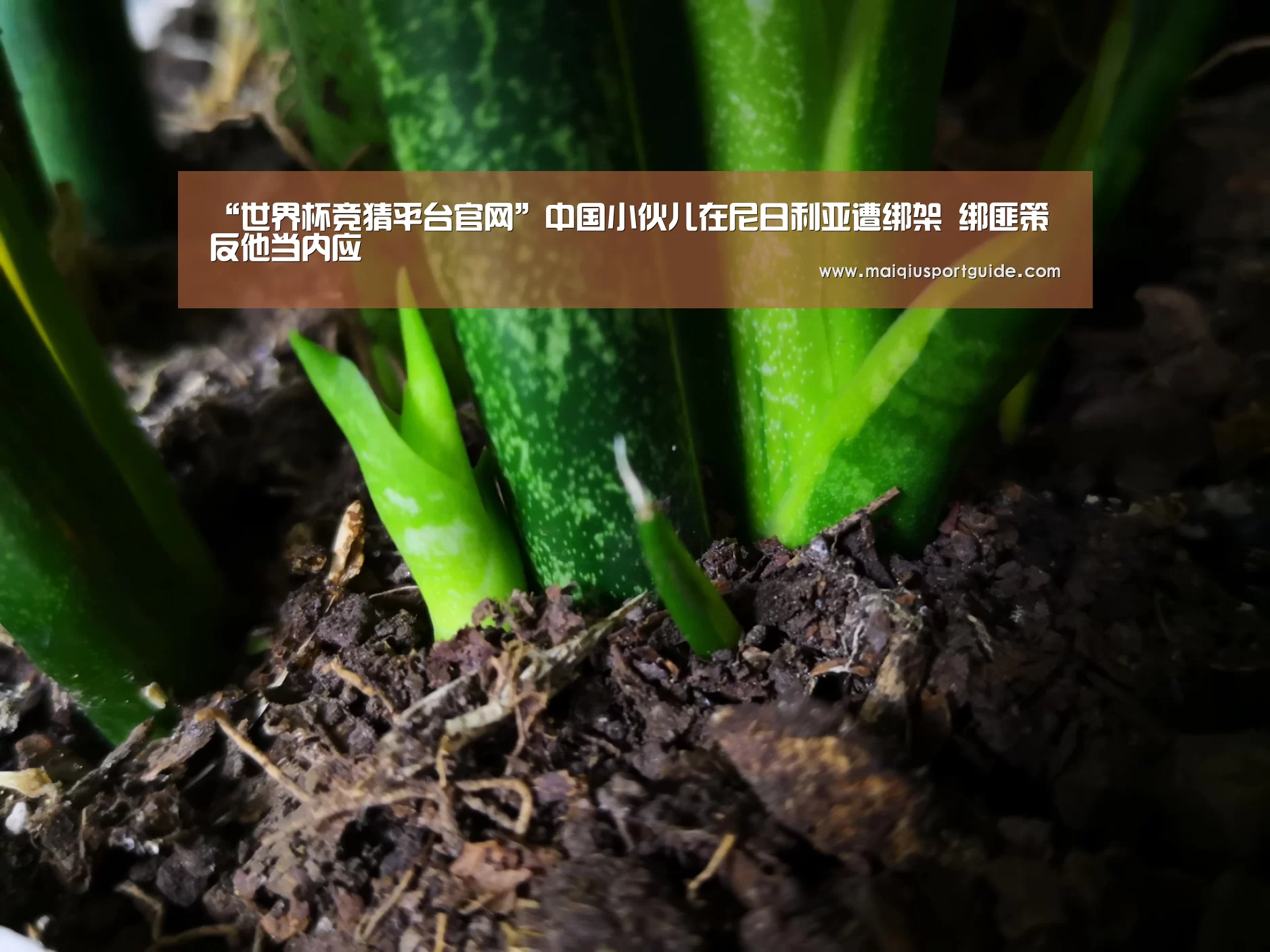 “世界杯竞猜平台官网”中国小伙儿在尼日利亚遭绑架 绑匪策反他当内应(图1) 世界杯下注入口